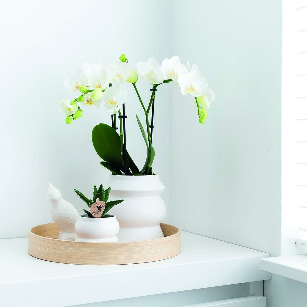  Orchidée Phalaenopsis Blanche - Lot De 2 35cm - Plante D'intérieur