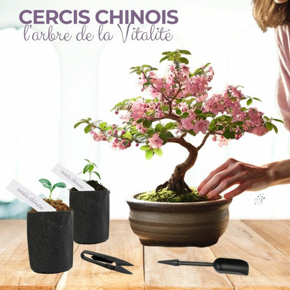  Cultivea - Kit First Bonsai - Graines De Cercis Chinensis Avec Accessoires