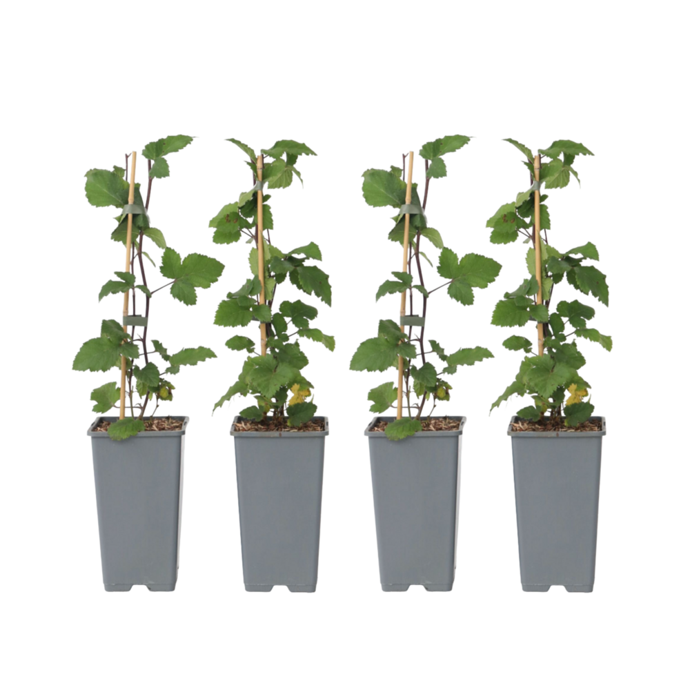  Groseillier à Grappes - Set De 4 - Ribes Rubrum - Hauteur 50-60cm - ⌀15cm