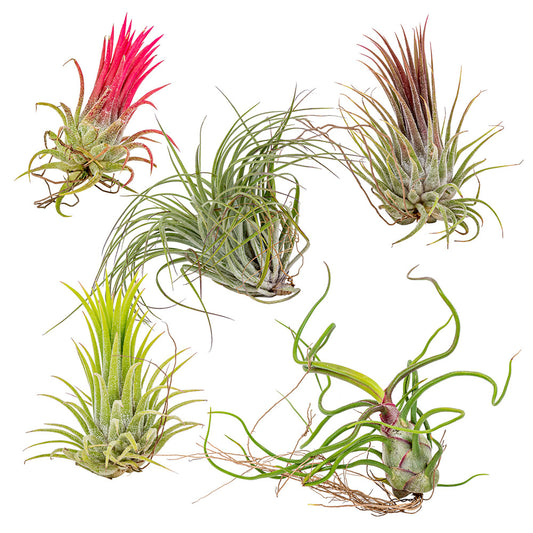  Lot De 5 - Tillandsia - Plantes Aériennes - Dépolluantes - Très Faciles D’entretien - 5-15 Cm