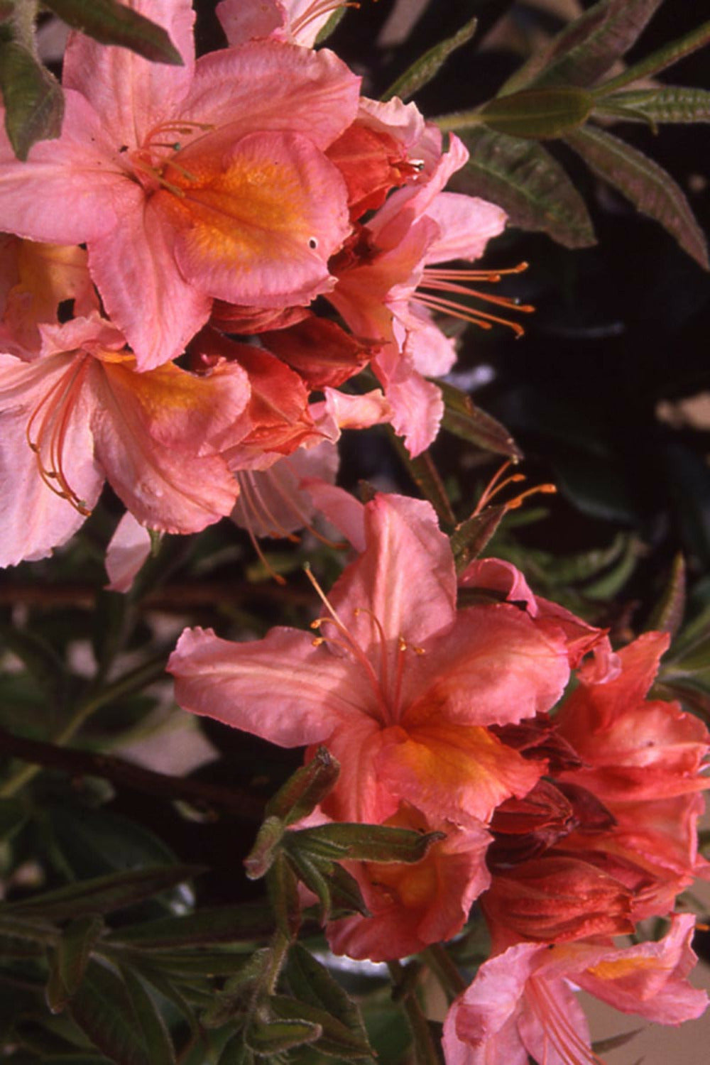  Azalée De Chine 'berry Rose' - En Pot De 4 Litres