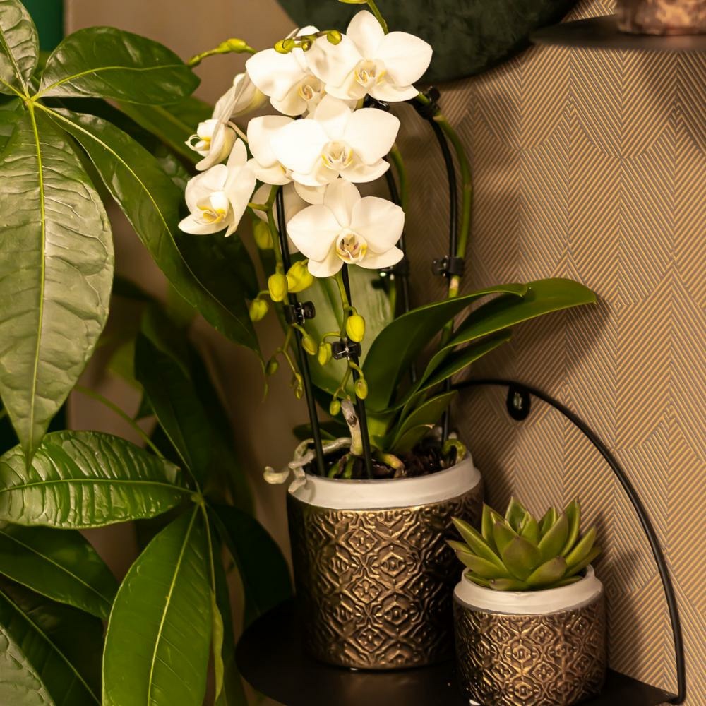  Orchidées Colibri | Orchidée Phalaenopsis Blanche - Niagara Fall - Pot 9cm | Plante D'intérieur En Fleurs - Fraîche Du Producteur