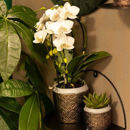  Orchidées Colibri | Orchidée Phalaenopsis Blanche - Niagara Fall - Pot 9cm | Plante D'intérieur En Fleurs - Fraîche Du Producteur