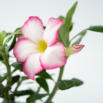  Rose Du Désert - Adenium Obesum 'pink Star' - Hauteur 30-45cm - ⌀13cm