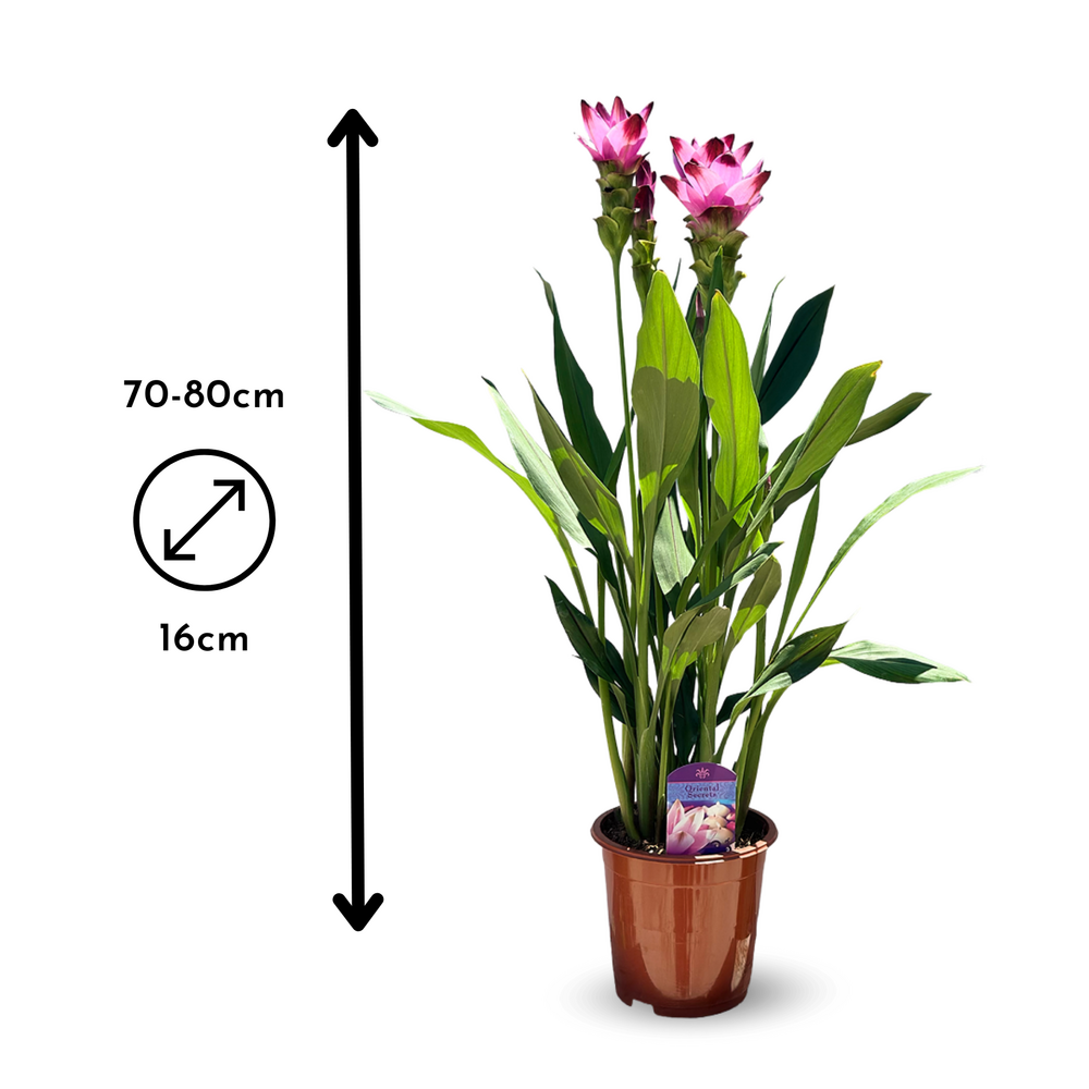  Curcuma Alismatifolia - Curcuma D'ornement - ↕ 70-80 Cm - ⌀ 16 Cm - Plante D'intérieur