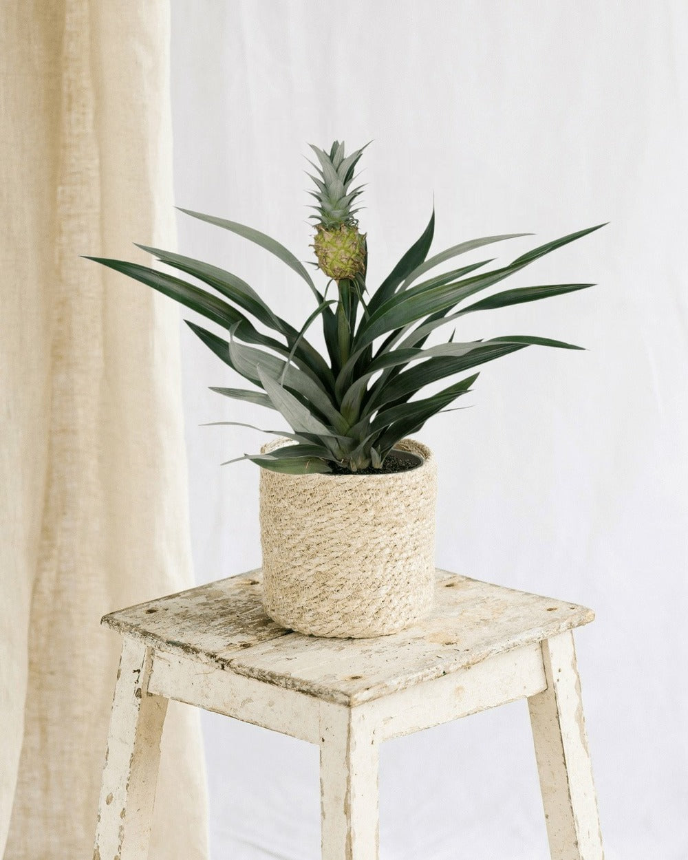  Bromelia Ananas 30cm - Plante D'intérieur