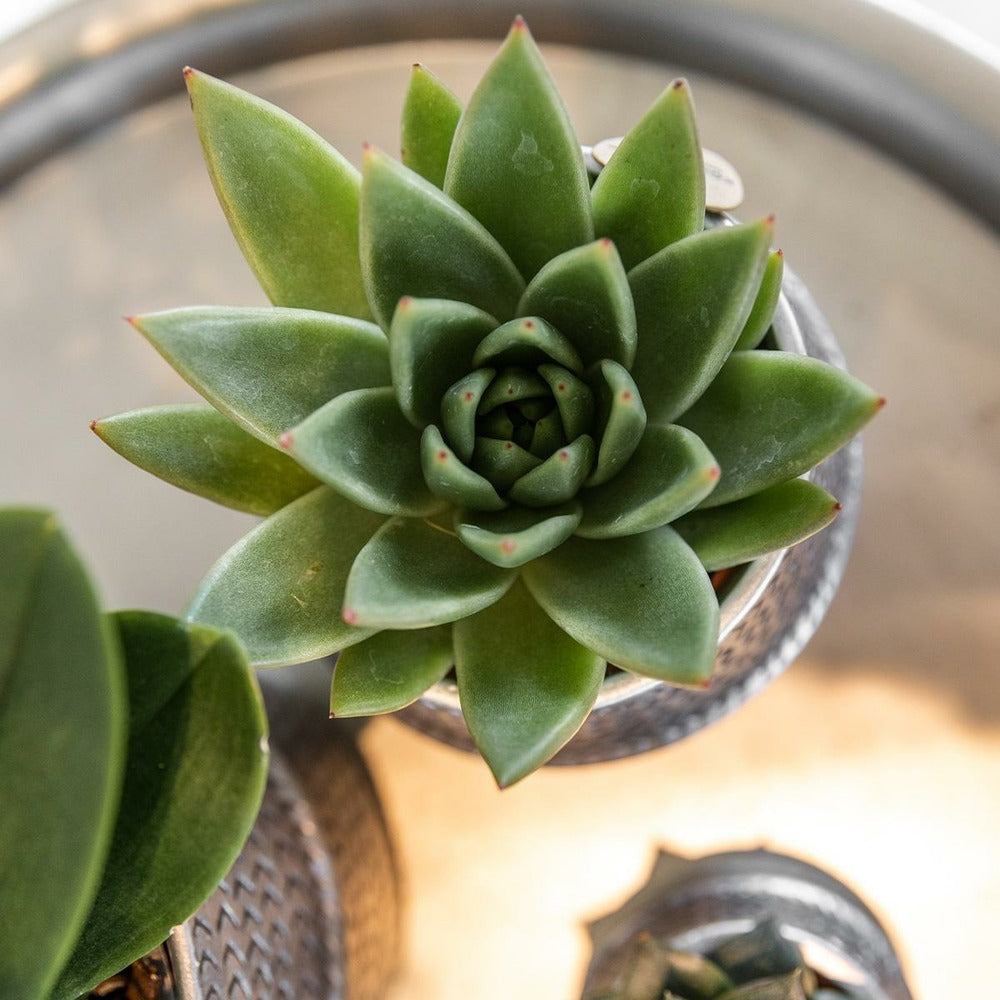 Verts Colibri | Lot De 2 Plantes Succulentes En Pots Décoratifs Rainurés Argentés - Pot Céramique Taille 9cm