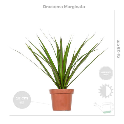  3x Mélange De Plantes Tropicales D’intérieur Avec Panier En Jute - Dépolluantes - ⌀12 Cm - 25-40 Cm