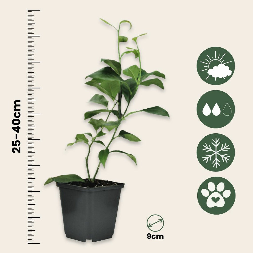  Mélange De Citrons - Set De 6 - Citrus Limon - Hauteur 25-40cm - ⌀9cm