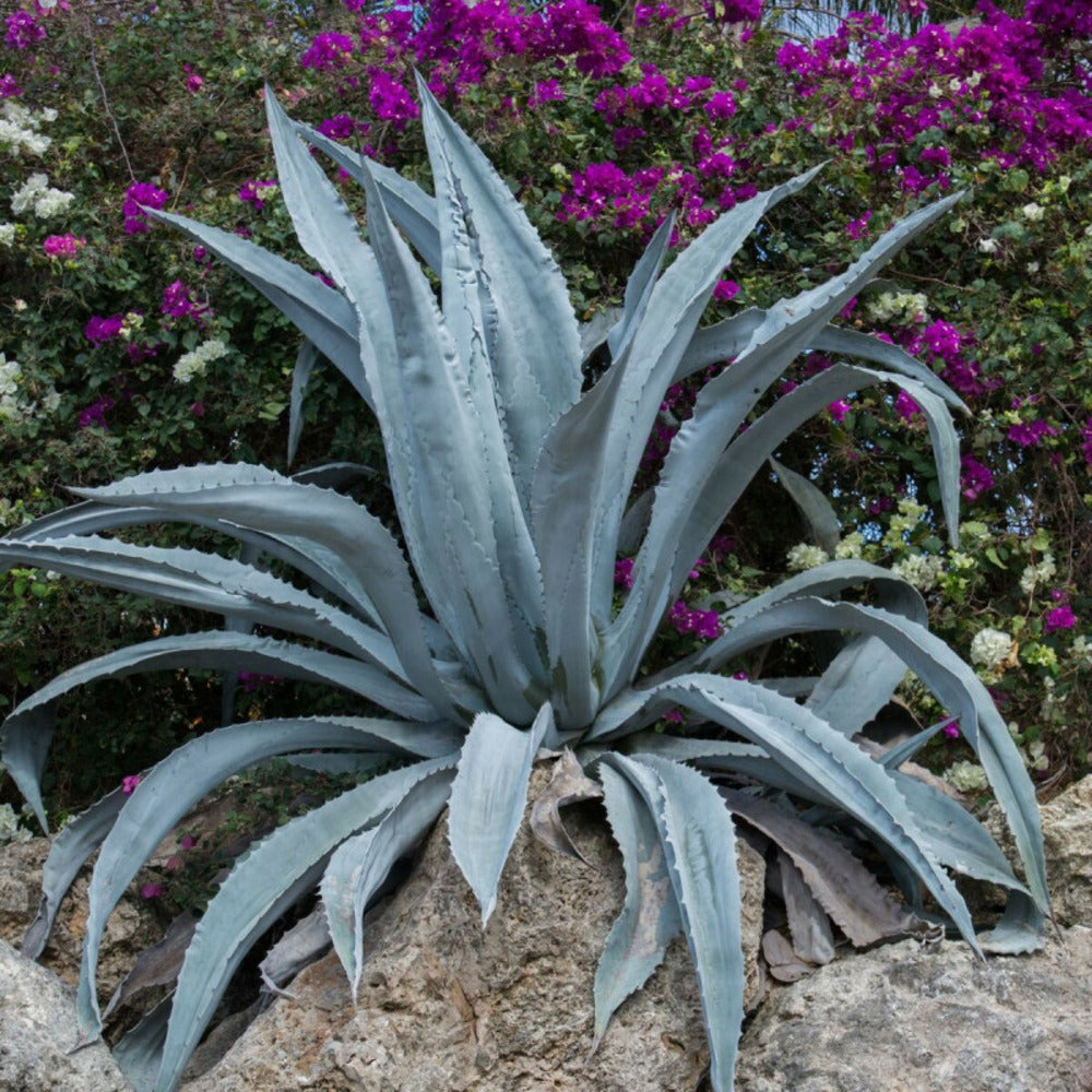  Agave D'amérique Americana/[-]pot De 4l - 20/40 Cm
