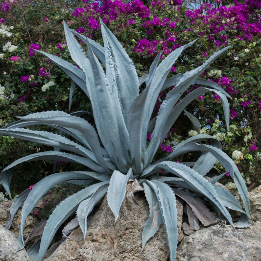  Agave D'amérique Americana/[-]pot De 4l - 20/40 Cm