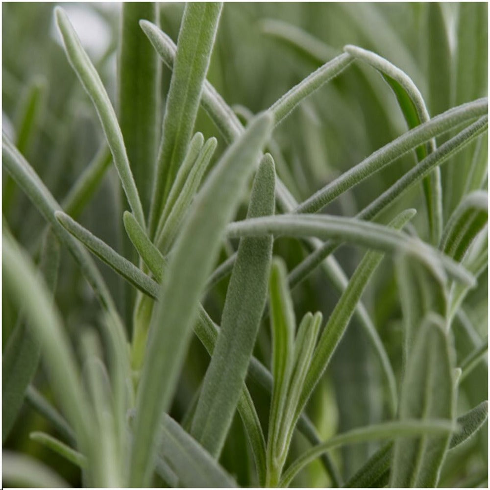  Petite Pervenche 'atropurpurea' X60 – Entre 3,75 Et 5m2