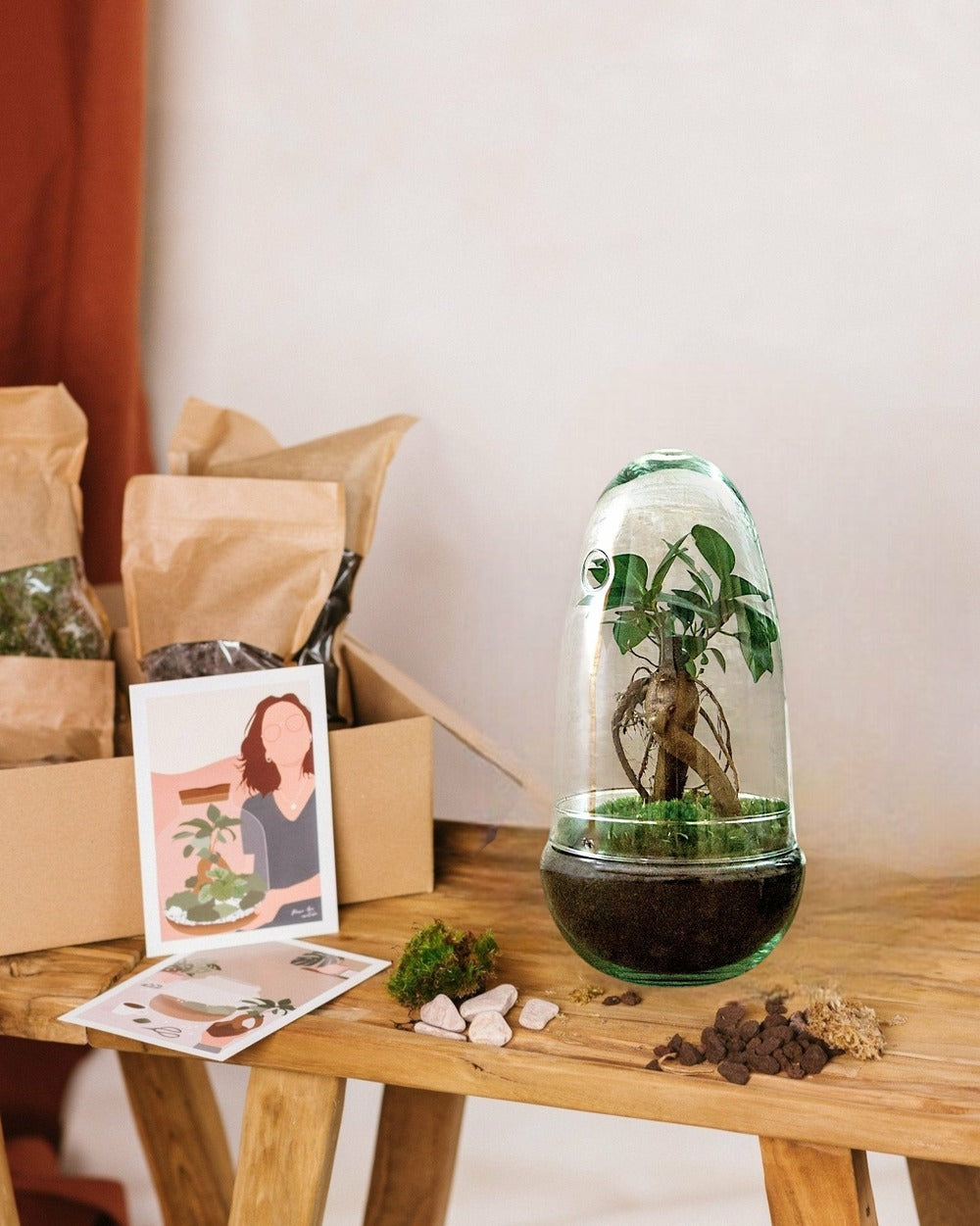  Kit Terrarium Diy - Alba Ficus -