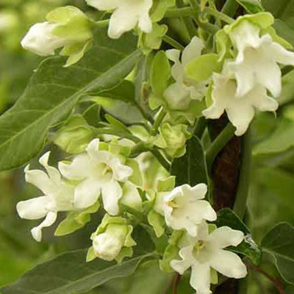  Araujia Sericofera Alba/[-]pot De 3l - Echelle Bambou 60/120 Cm