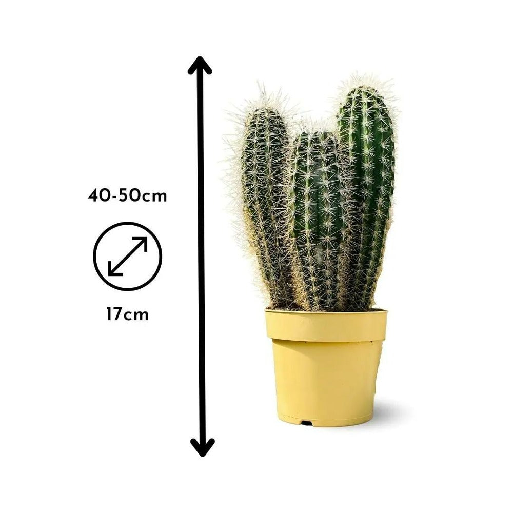  Cactus Pilosocereus Azureus - ↕ 40-50 Cm - ⌀ 17 Cm - Cactus Et Plantes Grasses
