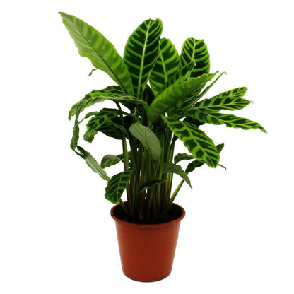  Plante D'ombre Rayée Xxl - Calathea Zebrina - Maranthe Zébrée - Pot De 19cm - Hauteur Env. 70-80cm