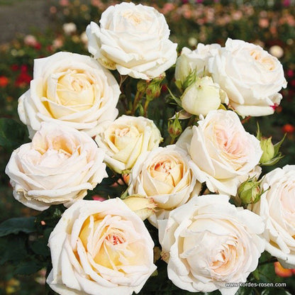  Kordes Parfuma® Rosier - Rosa 'madame Anisette'®