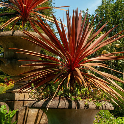  Cordyline Australe Red Star - Le Godet / ø 9cm