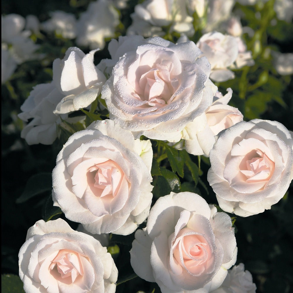  Rosier Aspirin Rose ® - Le Pot / 3l / Hauteur Livrée 15-40cm