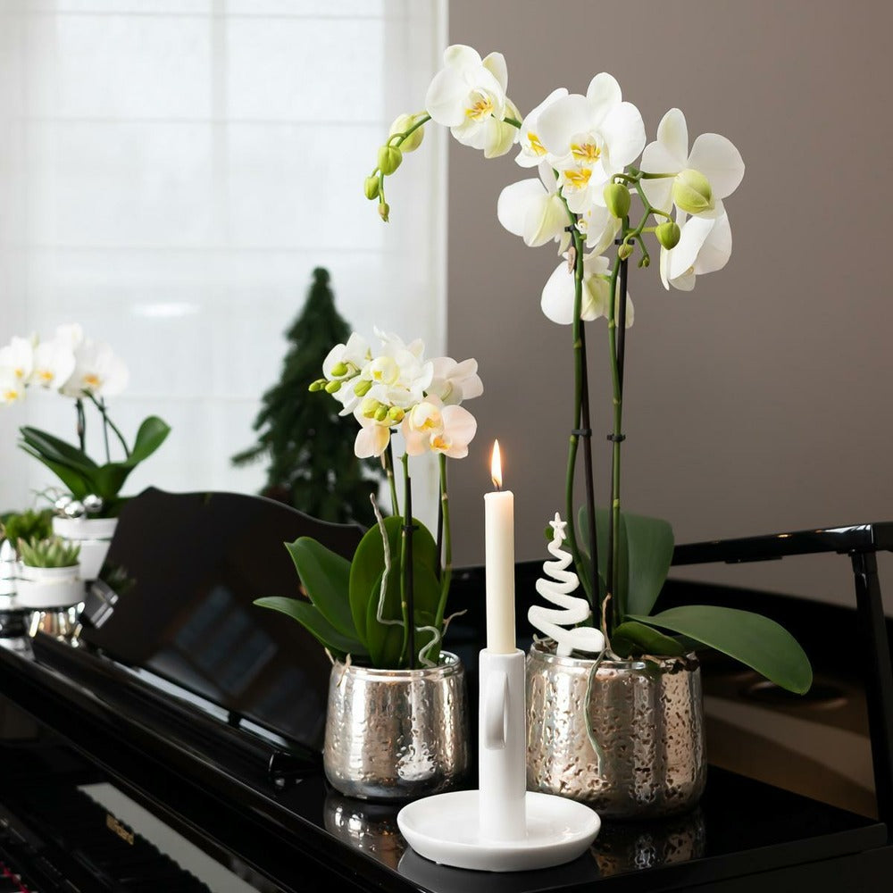  Orchidée Phalaenopsis Blanche En Pot Argenté Amabilis 35cm - Plante D'intérieur