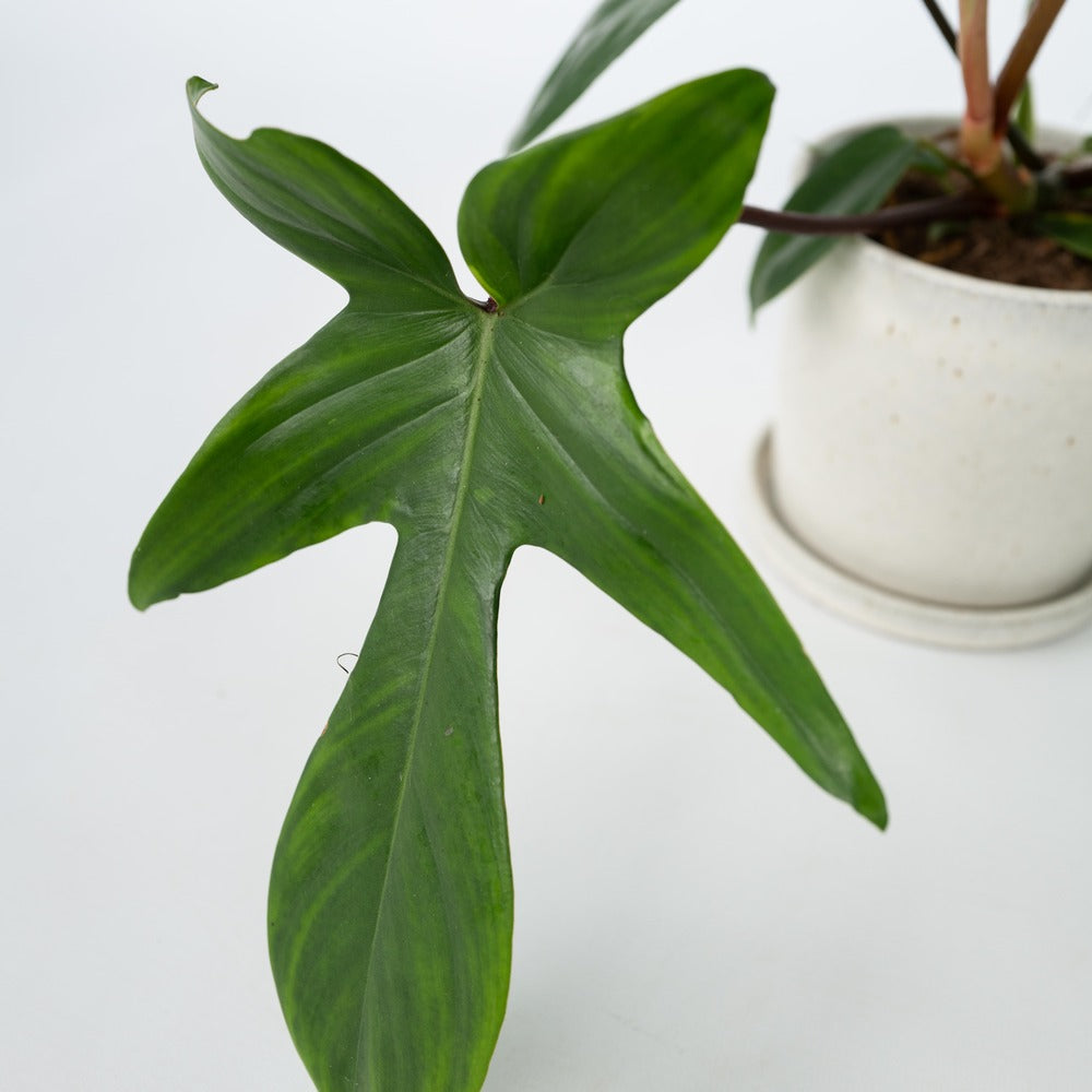  Plante Verte - Philodendron 'florida Green' - Hauteur 20-30cm - ⌀12cm