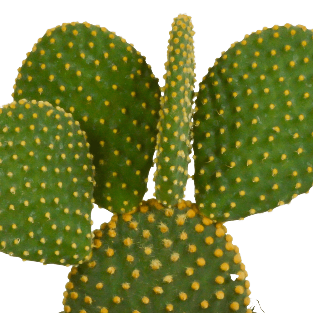  Coffret De Cactus & Succulentes