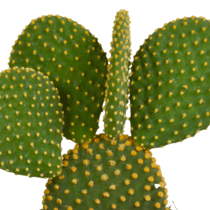  Coffret De Cactus & Succulentes