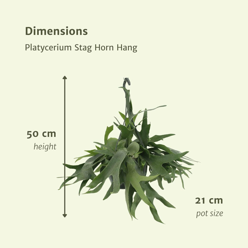  Fougère De Cerf - H50cm, ø21cm - Plante D'intérieur Tombante