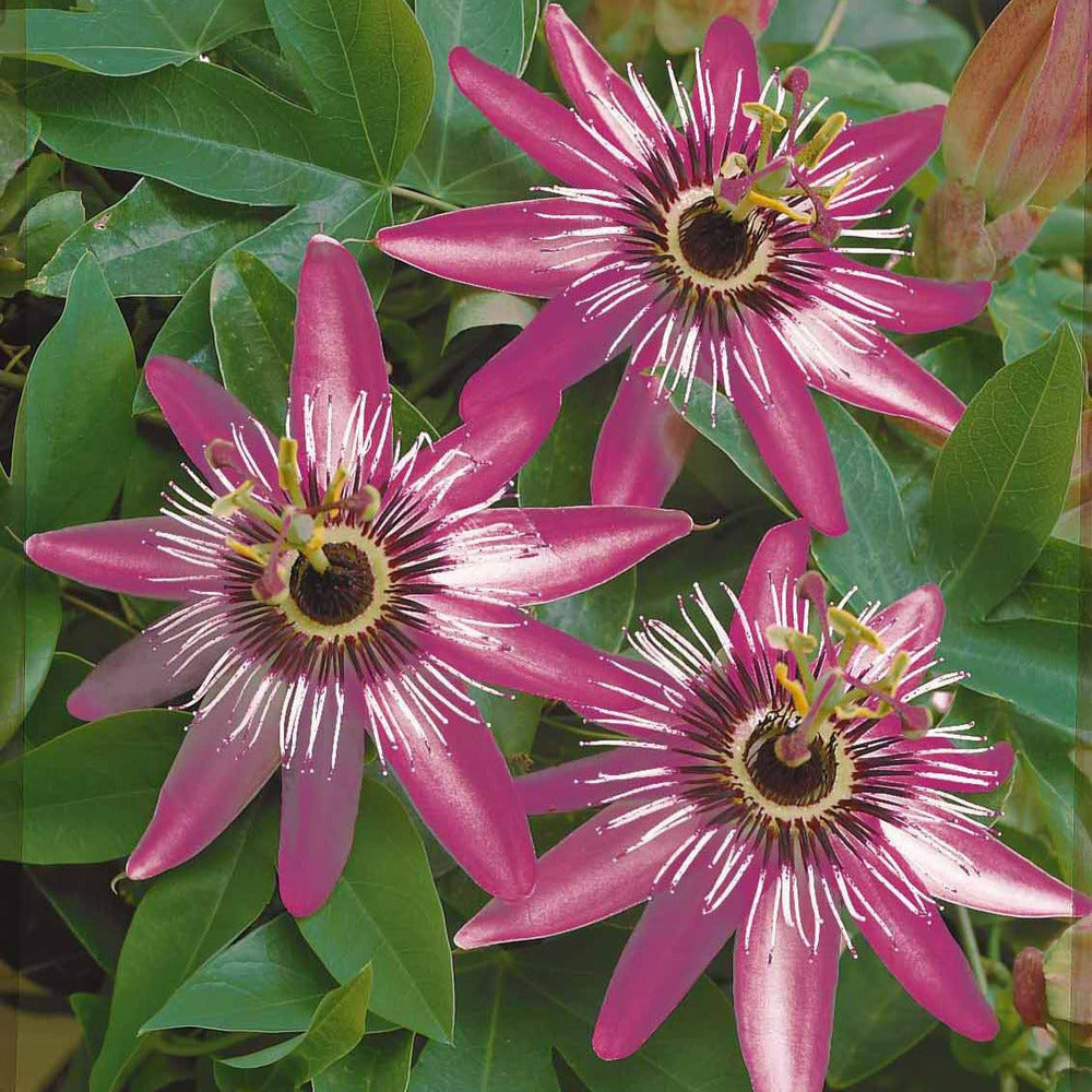  Passiflore Victoria - Le Pot / 2l / Hauteur Livrée 40-50cm