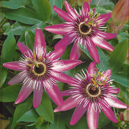  Passiflore Victoria - Le Pot / 2l / Hauteur Livrée 40-50cm