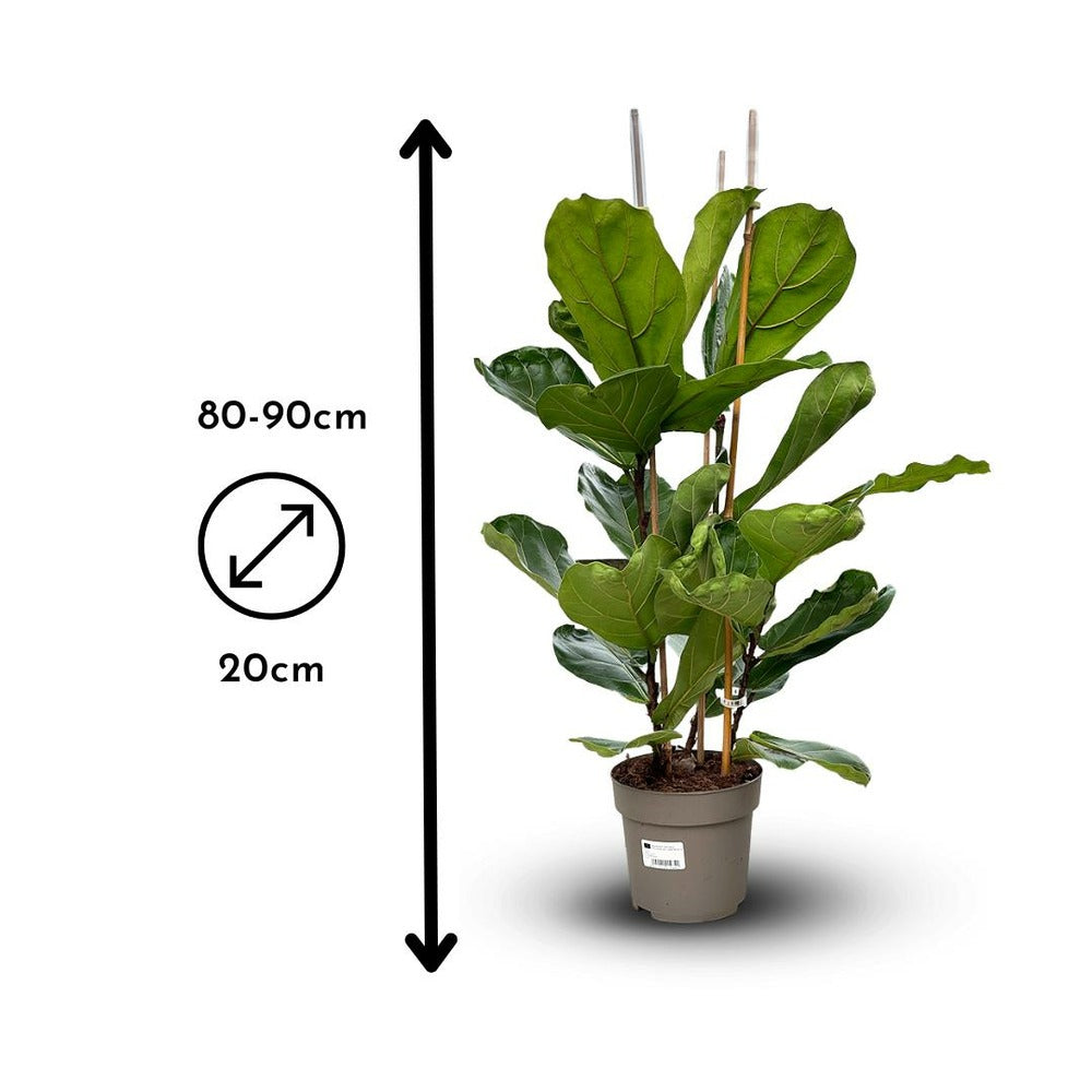  Ficus Lyrata - ↕ 80-90 Cm - ⌀ 20 Cm - Plante D'intérieur
