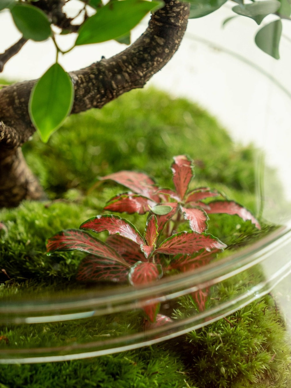  Terrarium - La Paz