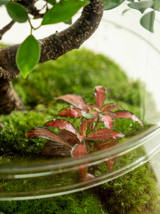  Terrarium - La Paz