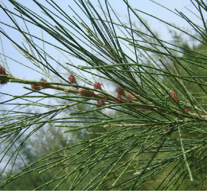  Casuarina Cunninghamiana (filao) Pot De 25l- 125/150cm