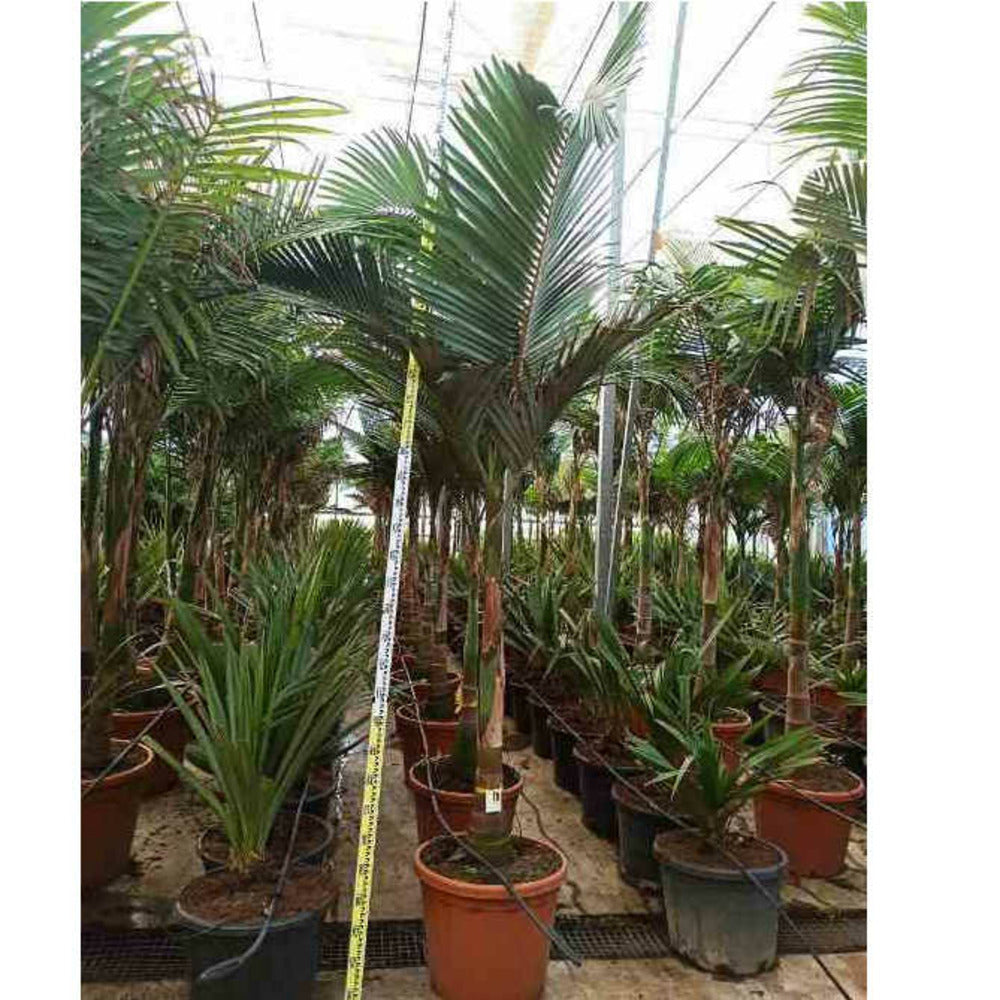 Archontophoenix Alexandrae (palmier Royal) Spécimen Pot De 130l Plusieurs Troncs 200/250cm
