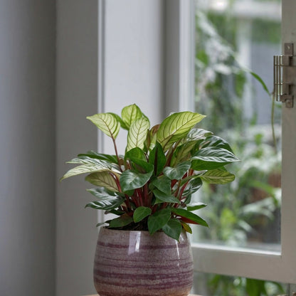  Plante Dormeuse - Ctenanthe 'amagris' - Hauteur 20-30cm - ⌀12cm