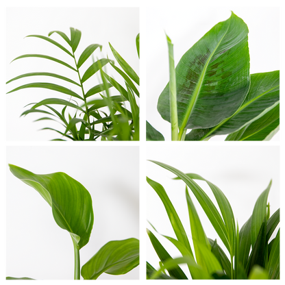  Mélange De Plantes Tendance - Chamaedorea, Dypsis, Musa, Strelitzia - ⌀12 Cm - 20-45 Cm