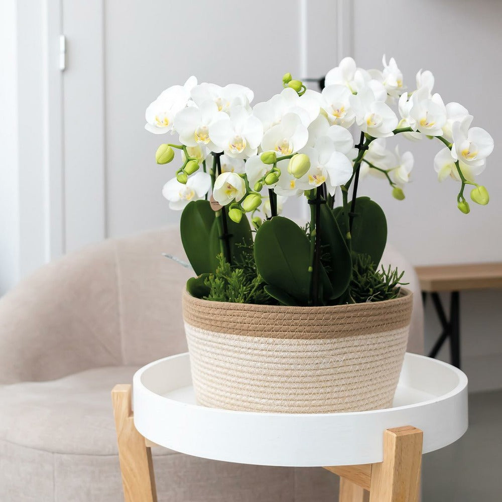  Set De 3 Orchidées Orange Et 3 Rhipsalis Dans Un Panier En Coton Avec Réservoir D'eau