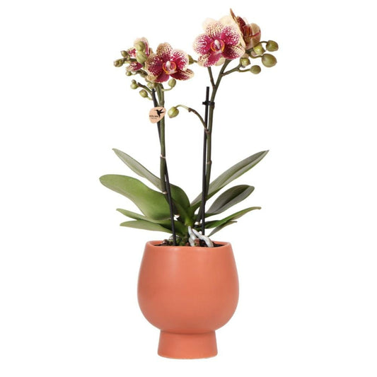  Orchidée Phalaenopsis Spain En Pot Terracotta Scandic 35cm - Plante D'intérieur