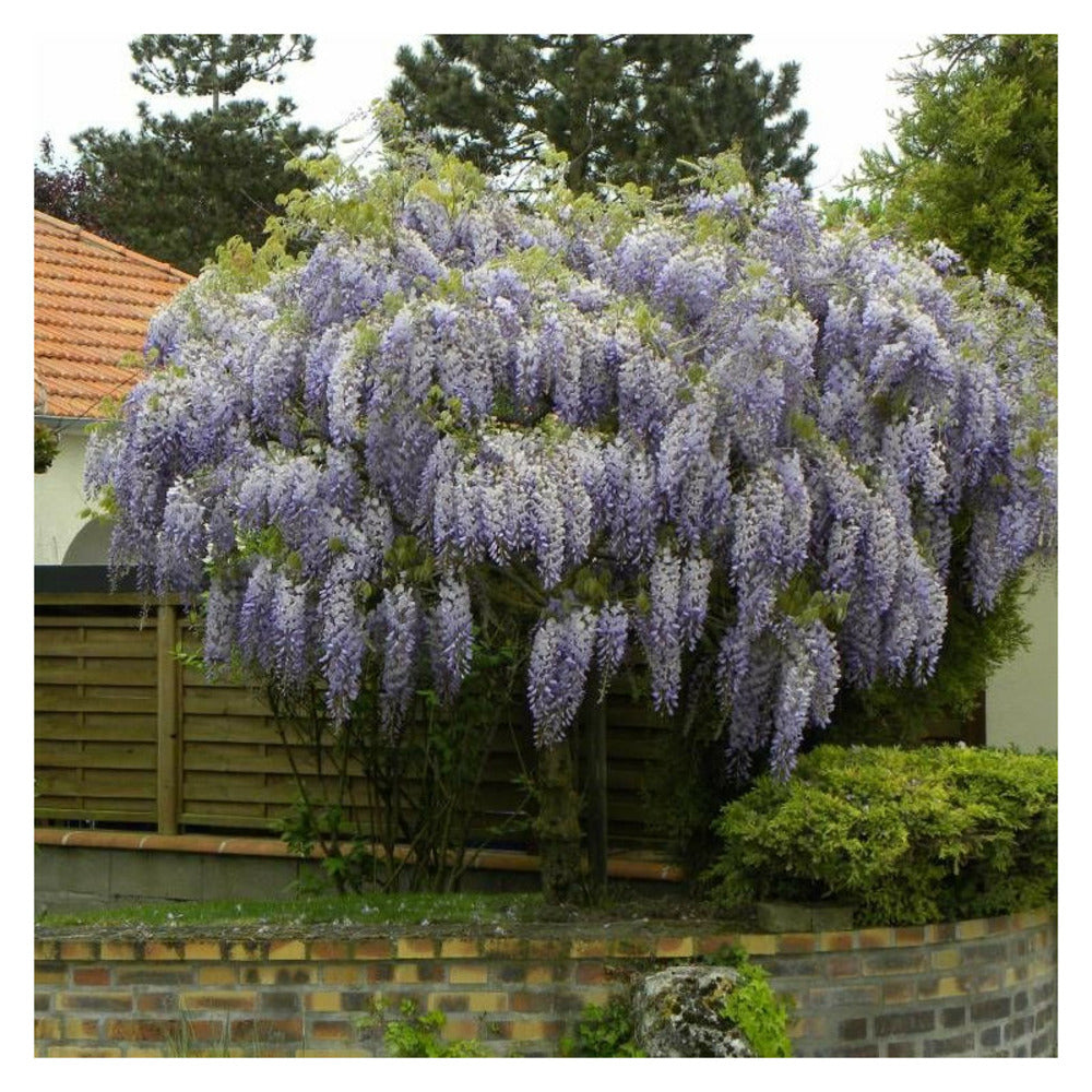  Glycine De Chine/[-]godet - 5/20 Cm