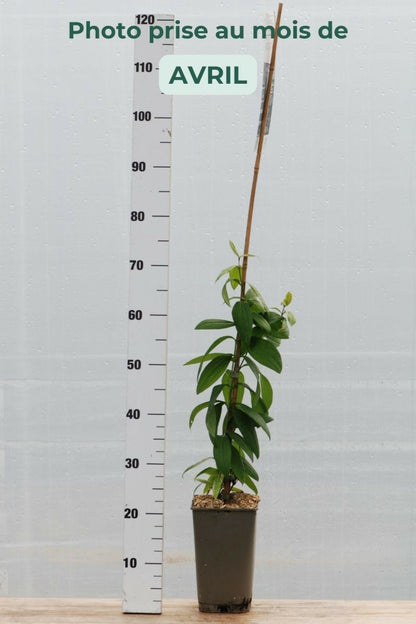  Clématite Rosea' - En Pot De 3 Litres