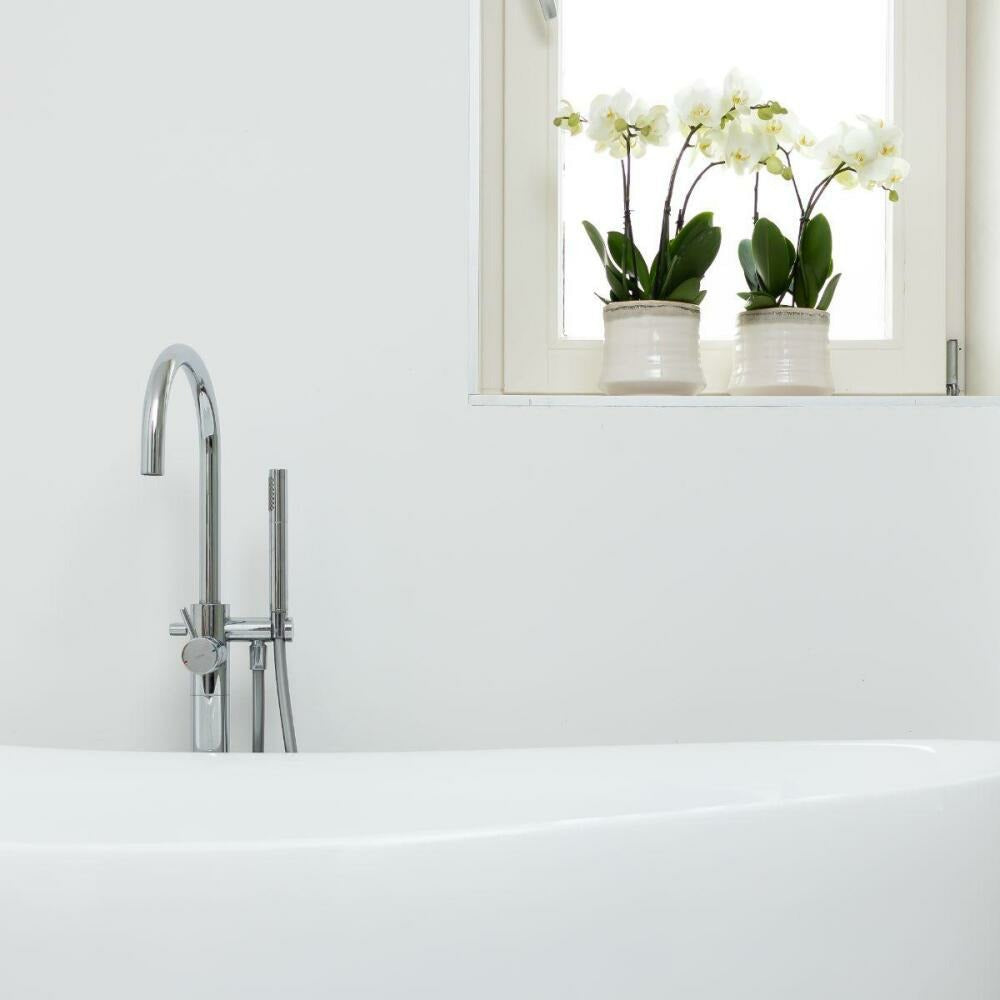  Orchidée Phalaenopsis Blanche - Jewel Ghent - Taille Du Pot 12cm - Frais Du Producteur