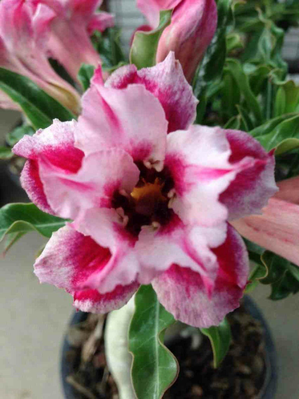  Adenium Obesum Cv.super étoile Caudex D'environ 2000g 25/30cm Très Gros Caudex