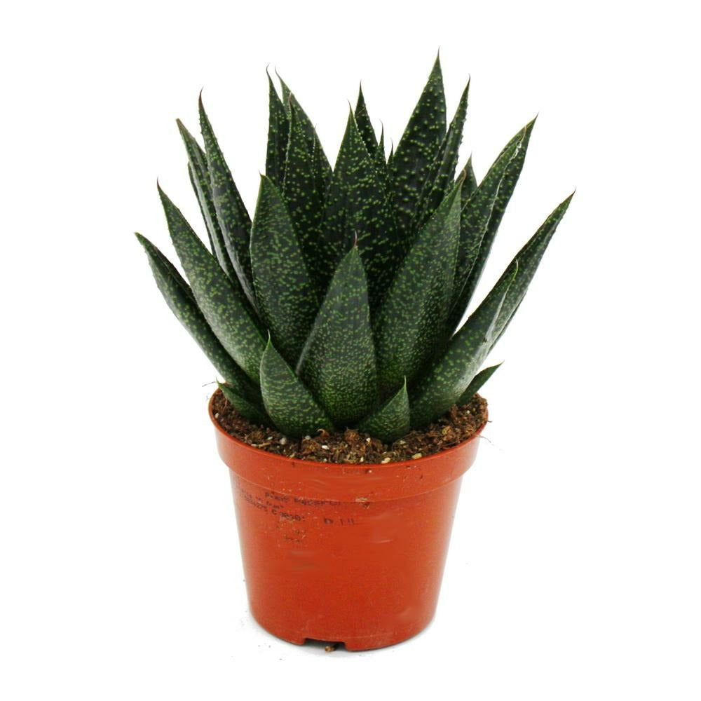  Succulente - Gasteria D Due - Gasterie - Pot 8.5cm