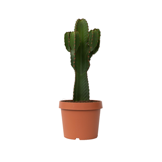  Euphorbe Ingens - Euphorbia Ingens - Hauteur 85-95cm - ⌀24cm