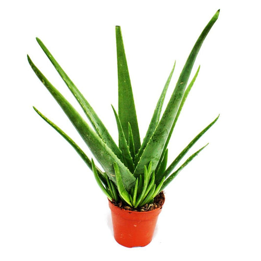  Aloe Vera - Ca. 4-5 Ans - Pot De 15cm