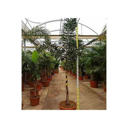  Wodyetia Bifurcata (palmier Queue De Renard) Pot De 2 Litres - 30/50 Cm