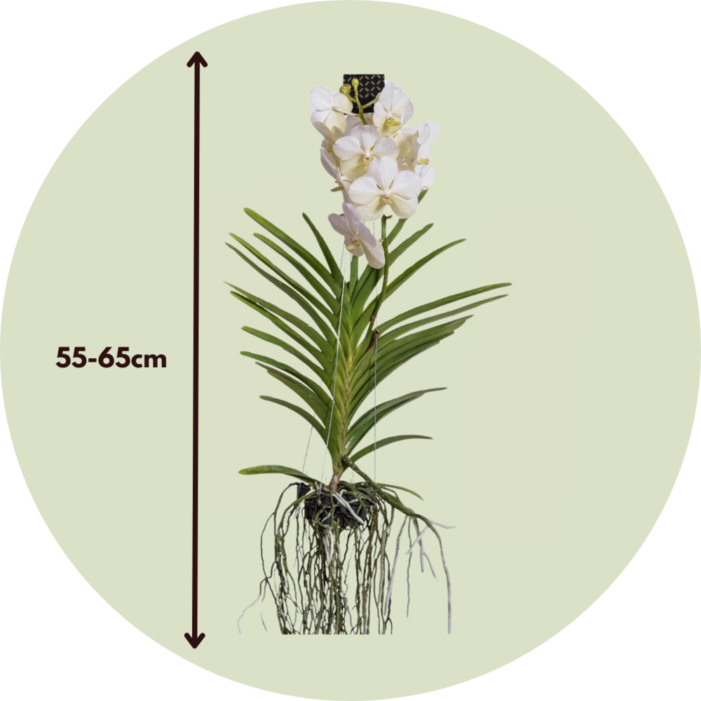  Orchidée - Vanda 'white' - Hauteur 55-65cm
