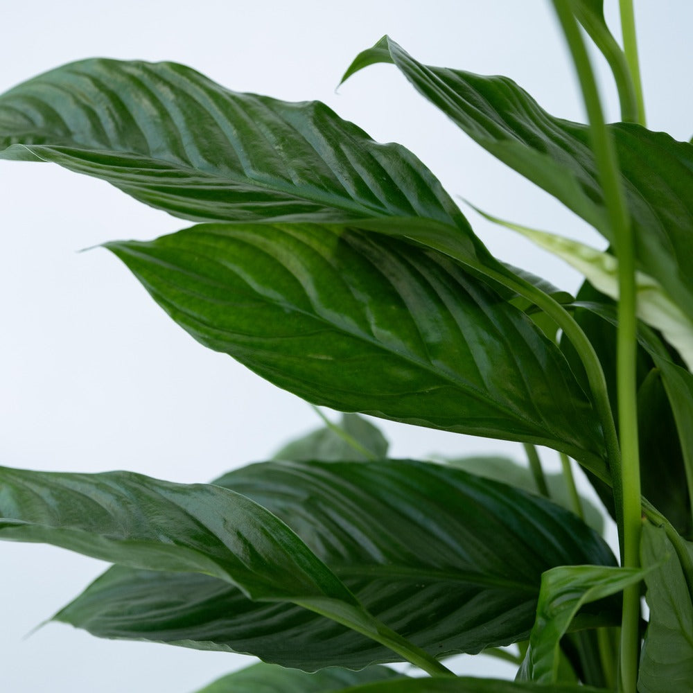  Fleur De Lune - Set De 2 - Spathiphyllum 'lima' - Hauteur 60-75cm - ⌀17cm