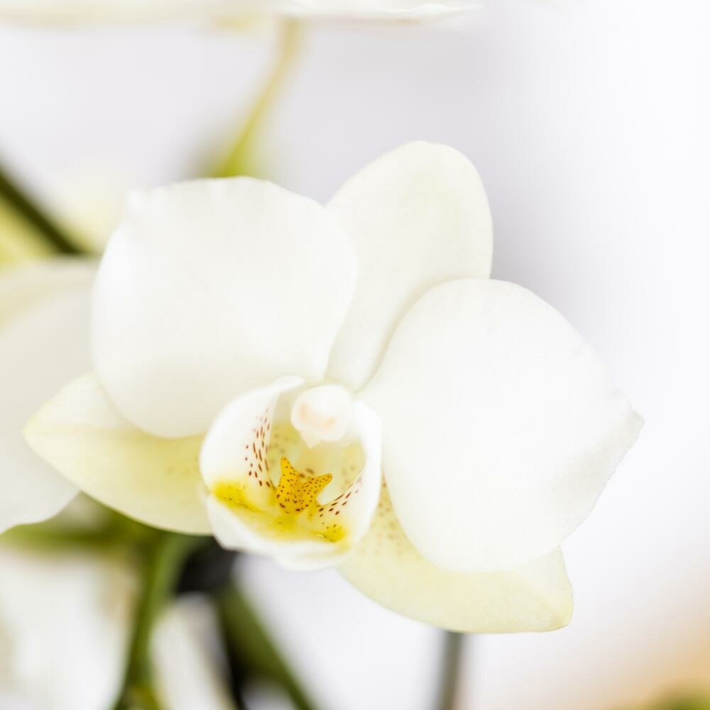  Kolibri Company Set Star Fish Small Phalaenopsis Blanc Orchidée Lausanne Et Succulente Y Compris Pots Décoratifs En Céramique